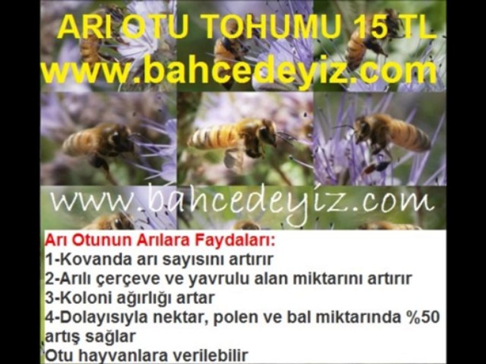 Arı otu tohumu,fazelya,arıotu tohumu,arı-otu-tohumu,arıotu-tohumu