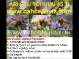 arıotu-tohumu,arı otu tohumu fiyatları,arı-otu-tohumu-fiyatı,arı otu tohumları