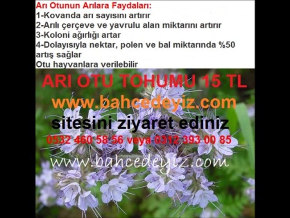 Arı otu tohumu,fazelya,arıotu tohumu,arı-otu-tohumu