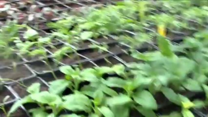 Visite des serres municipales Mai 2013