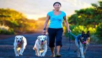 Dog Obedience Training Dallas - The Online Dog Trainer
