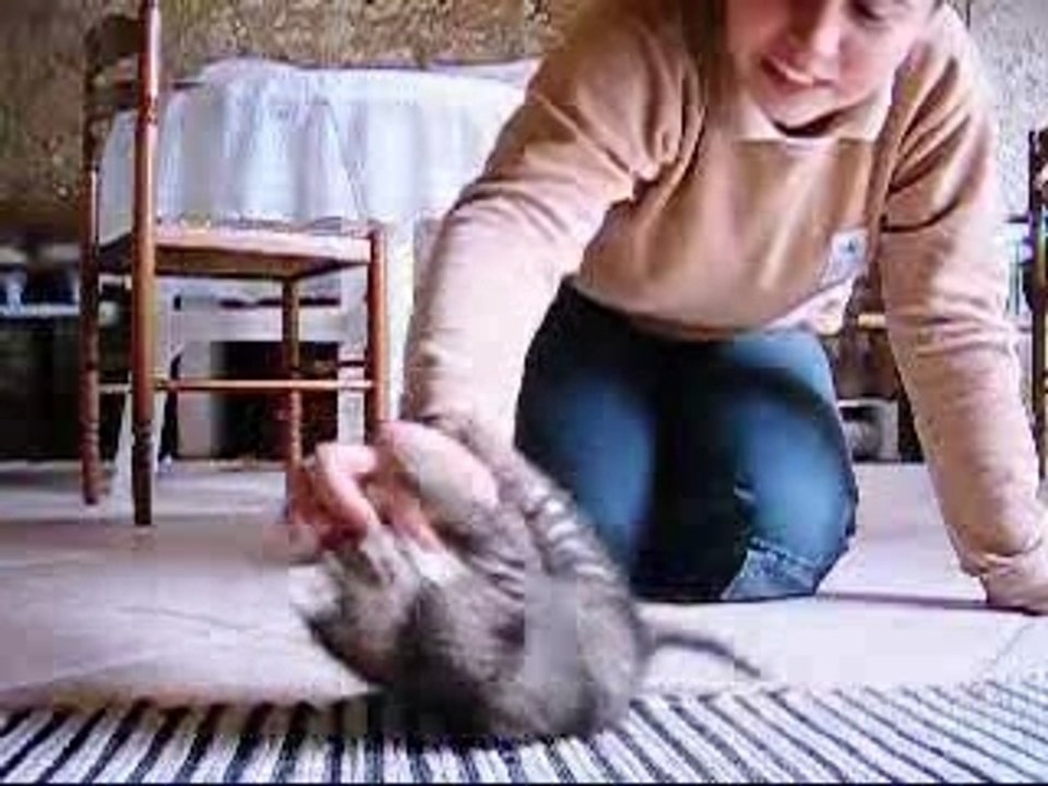 Crazy cat - chat trés excité