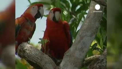 Ecuador, si a nuove trivellazioni a Yasuni Park