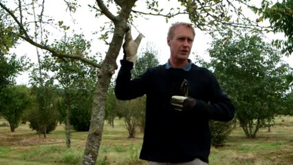 La coupe de branches de petits diamètres