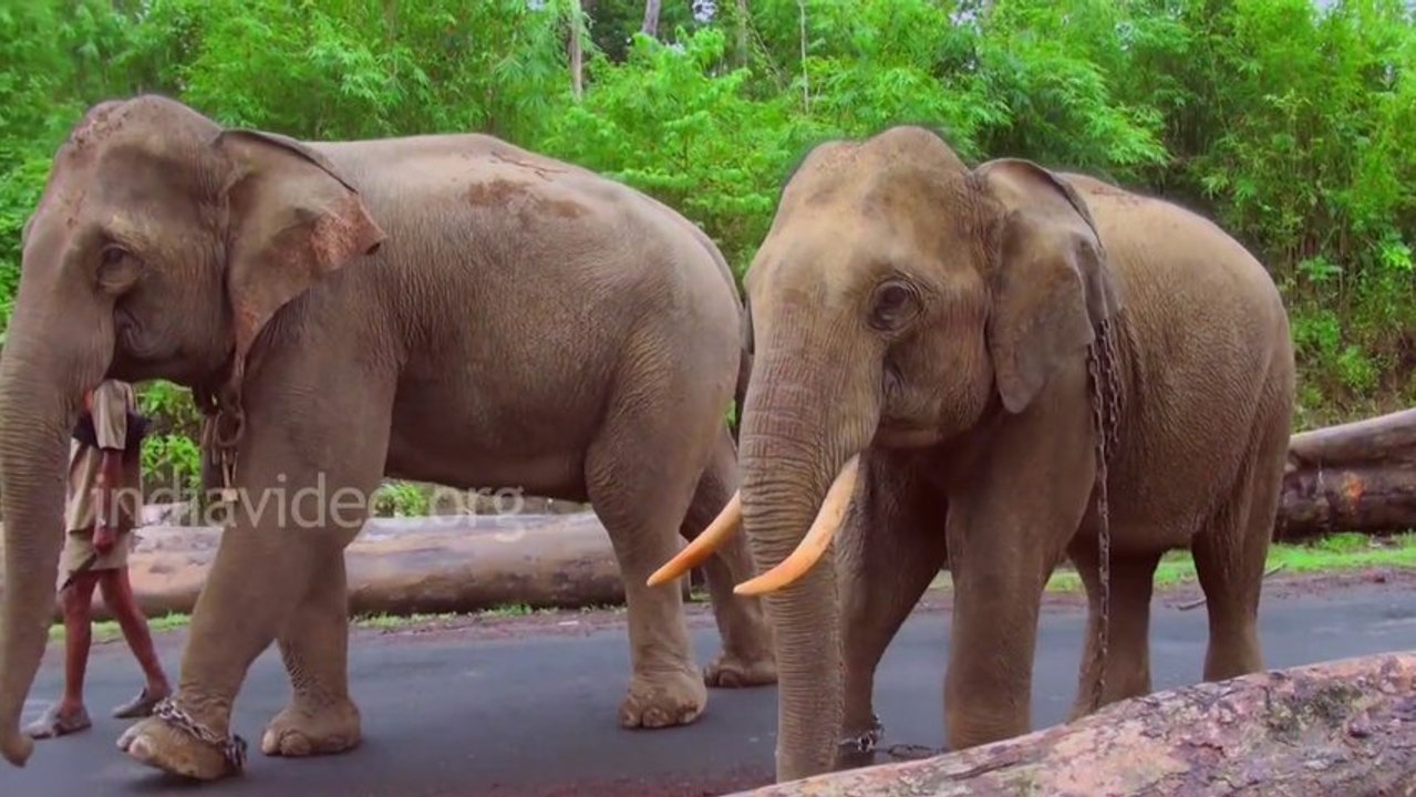 Indian Elephants