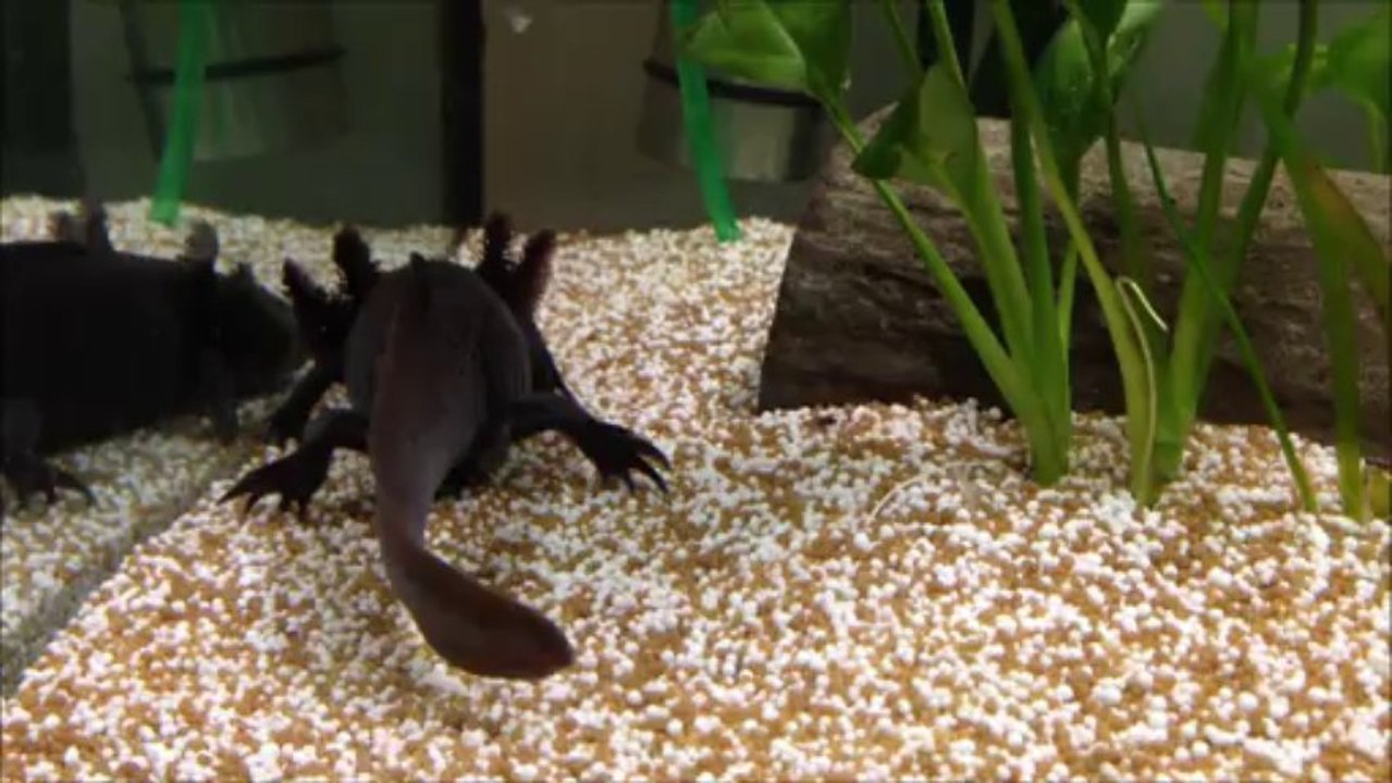 Black Beauty (Axolotl = Ambystoma mexicanum)