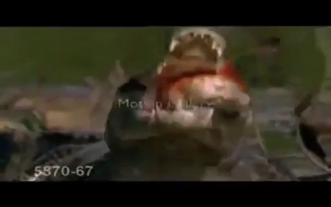 Timsah VS Pirana Balığı