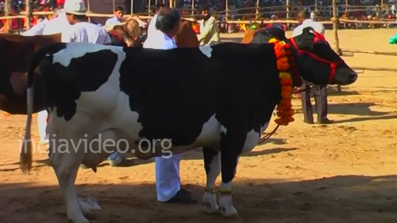 Beauty contest for Cows Pushkar