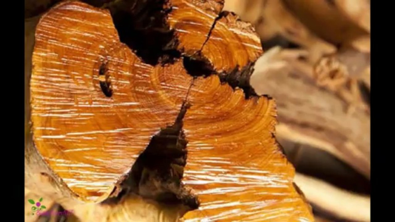 JAMES BOND 007 Eau De Toilette Spray GOLD