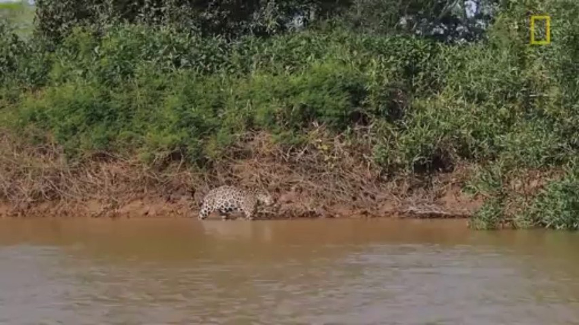 Jaguar Attacks Crocodile
