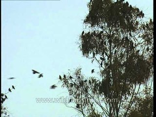 Birds roosting on a Eucalyptus tree
