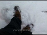 POV shot of walking in fresh Himalayan snow