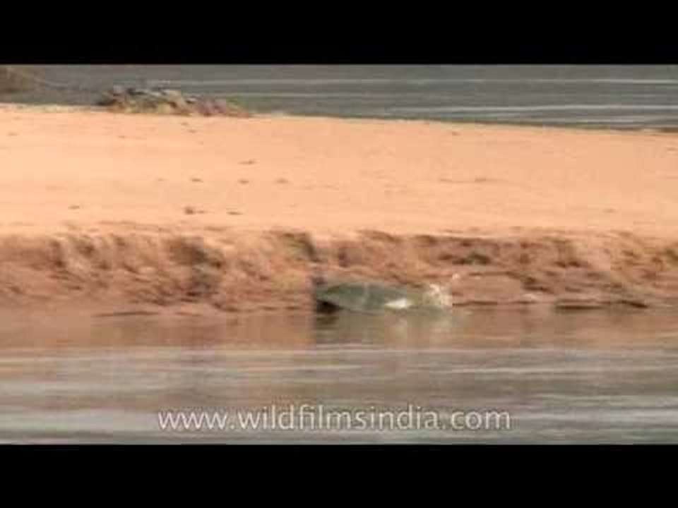 Turtle above water surface