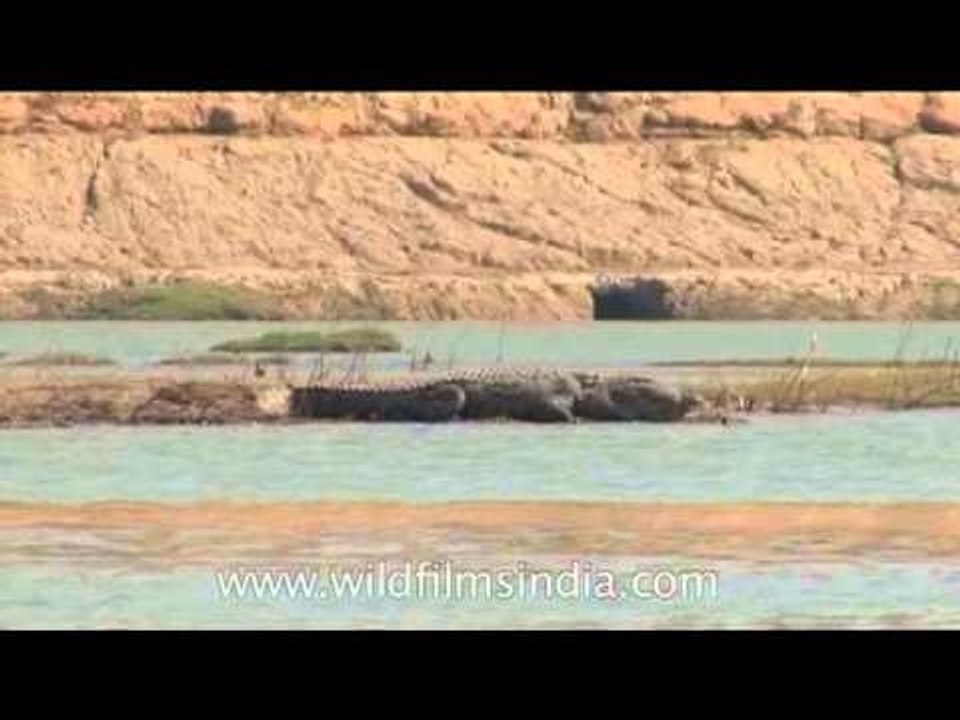 Crocodile