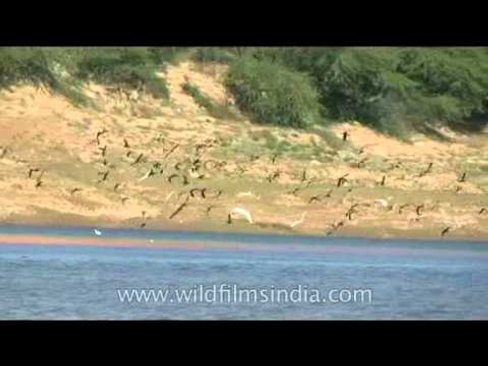 In flight- Birds near the Chambal river