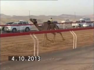 شارة الديوان للقايا بتاريخ 4/10 الشوط الخامس مشكوره ل سعيد حمد العريانى 6:21