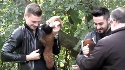Dortmund - Les joueurs à la rencontre des pandas roux