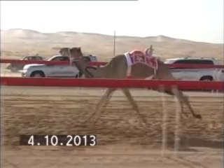 شارة الديوان للايداع بتاريخ 4/10 الشوط الثاني الشاهينيه مبارك محمد بن شيرة 6:25
