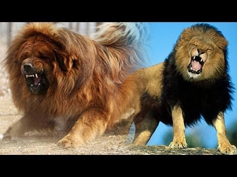 Chinese zoo tries to pass off dog as 'African Lion'