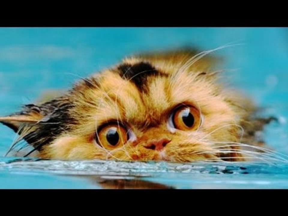 Cats survive explosion: boat explodes, pets swim to safety