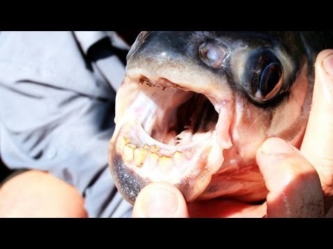 Piranha fish cousin Pacu likes to bite men in the balls