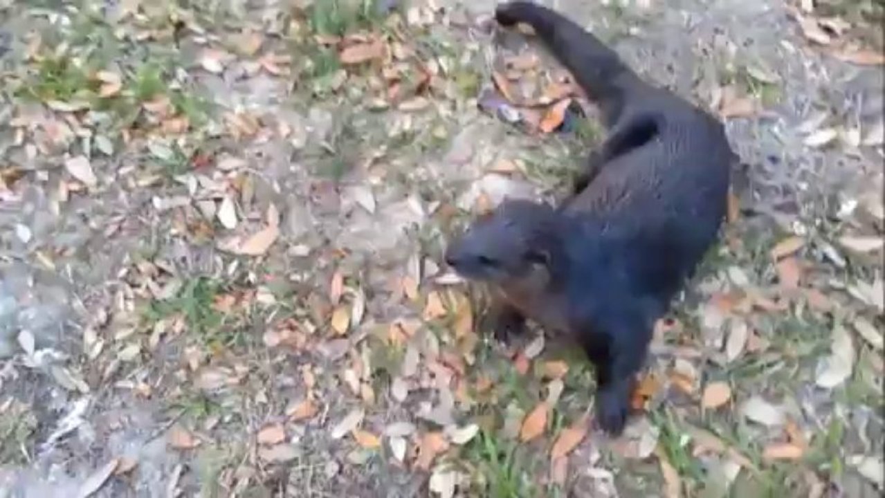 Une loutre joue comme un chien avec des randonneurs!!
