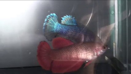 Show Betta souche X2 avant Blois 2013