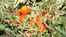 Unilever presenta al ministro Arias Cañete su proyecto para el cultivo sostenible de tomate