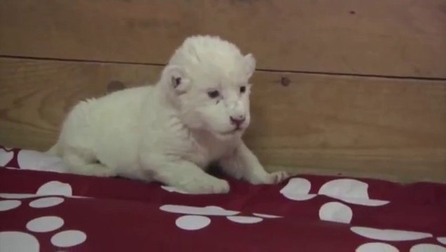 Cute White Lion Cub First Steps at Belgrade Zoo