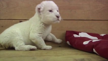 Les Premiers Pas D Un Bebe Lion Blanc Au Zoo De Belgrade Video Dailymotion