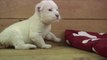 Les premiers pas d'un bébé Lion Blanc au Zoo de Belgrade!