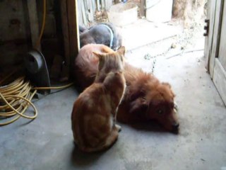 Un Gato y Dos Perros Son Amigos Felizes