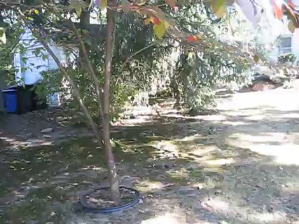 Squirrels