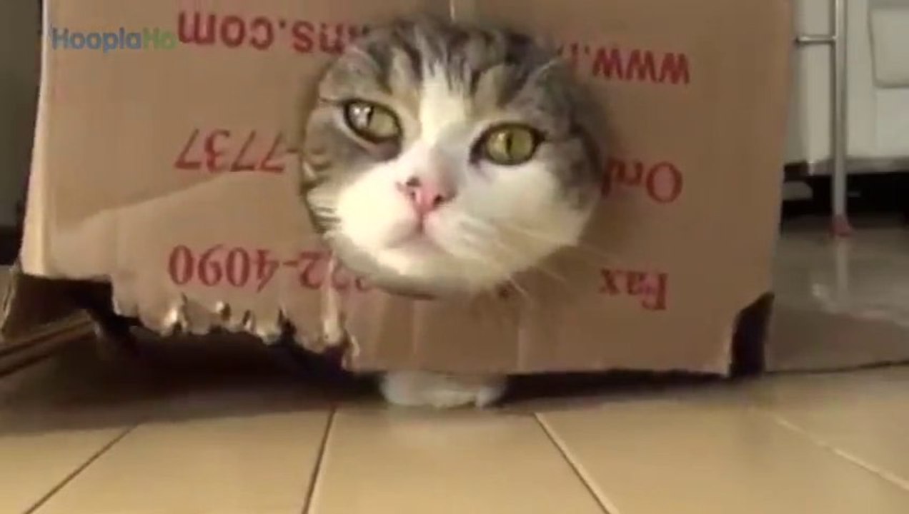 Les chats et les boîtes en carton... trop drôle!!