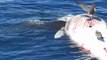Des requins blancs mangent une baleine morte en Californie!!