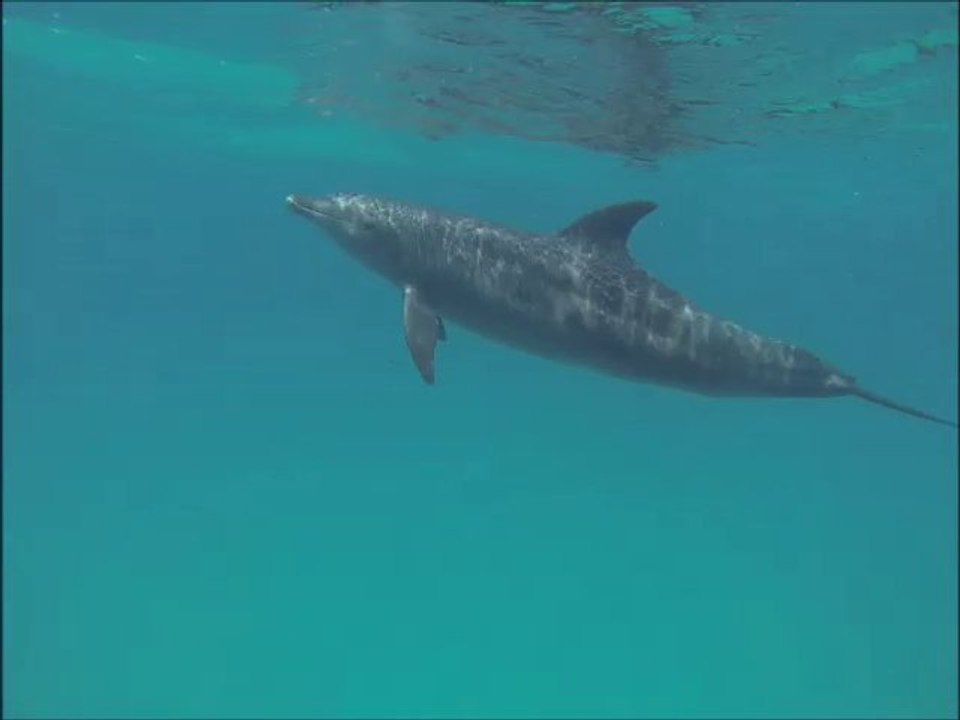 BIZOU - Stage " Immersion avec les dauphins" - Août 2013