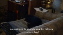 Las Travesuras del Señor Gato, quiere el canal