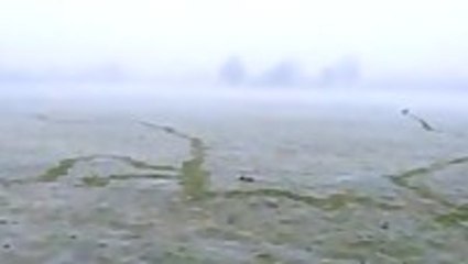 Acres of frozen spiderwebs