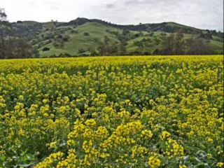 Chiragh hai meray pera layi kalam tera