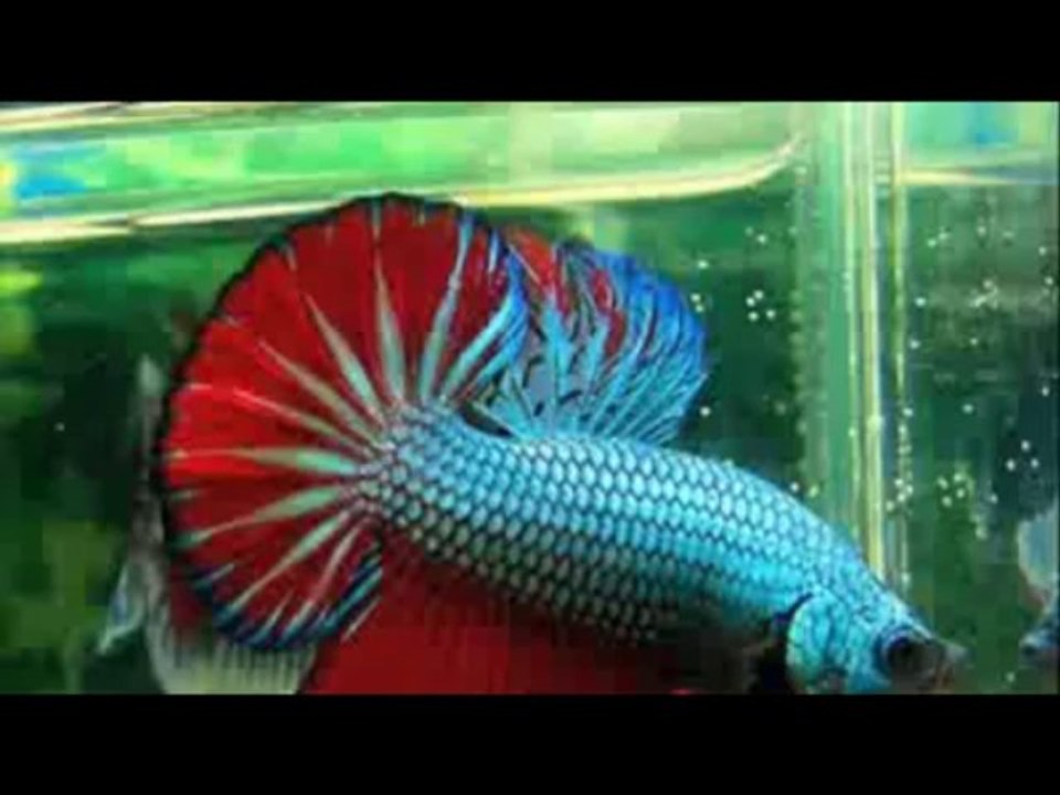 Thợ chống thấm dột nhà ở quận 7 latek –version //0907323053//