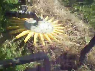 Kress sur jeunes plants