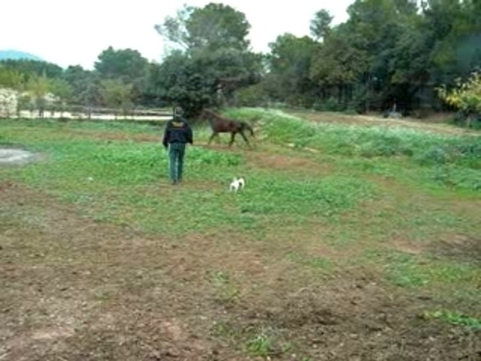 ma jument et mon chien