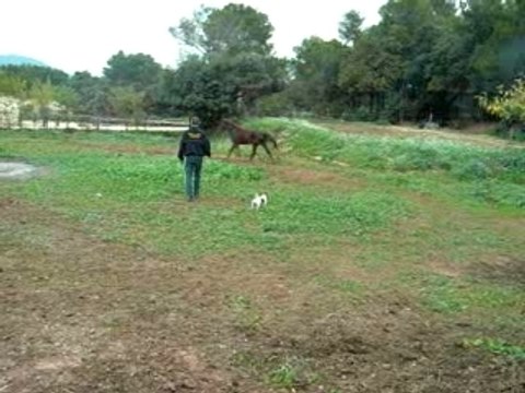 ma jument et mon chien