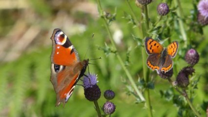 Paon du jour et autres insectes