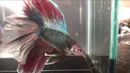 Show Betta souche Sosso 2 avant Blois 2013