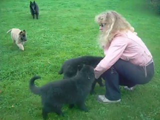 5 octobre 2013 (1) : visite des "parents" d'Ivanhoé