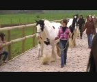 GYPSY COB POULAIN  DE PLUS DE UN AN