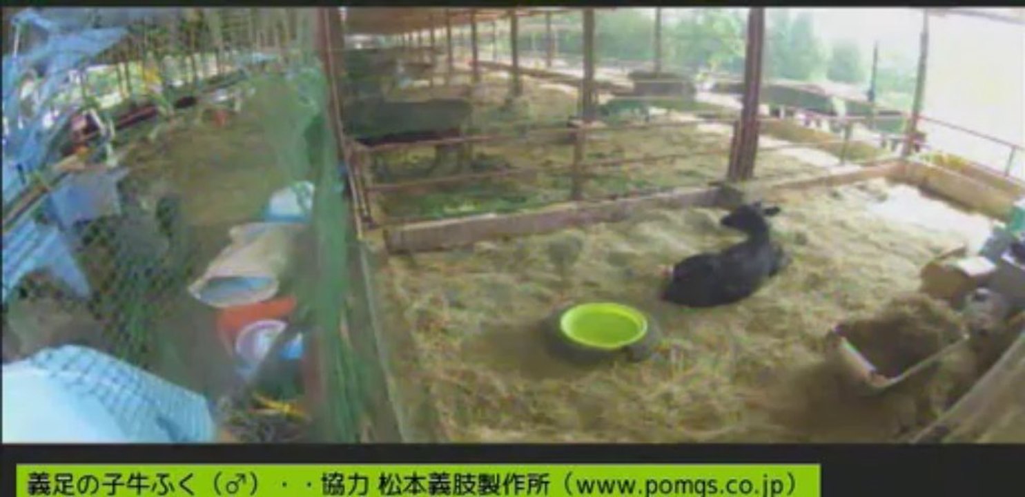 20130914　女性ボラさん、男性ボラさん、いちごちゃん