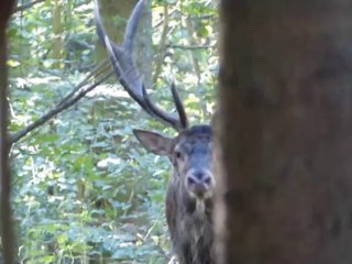 brame en foret de Montfaucon (meuse )