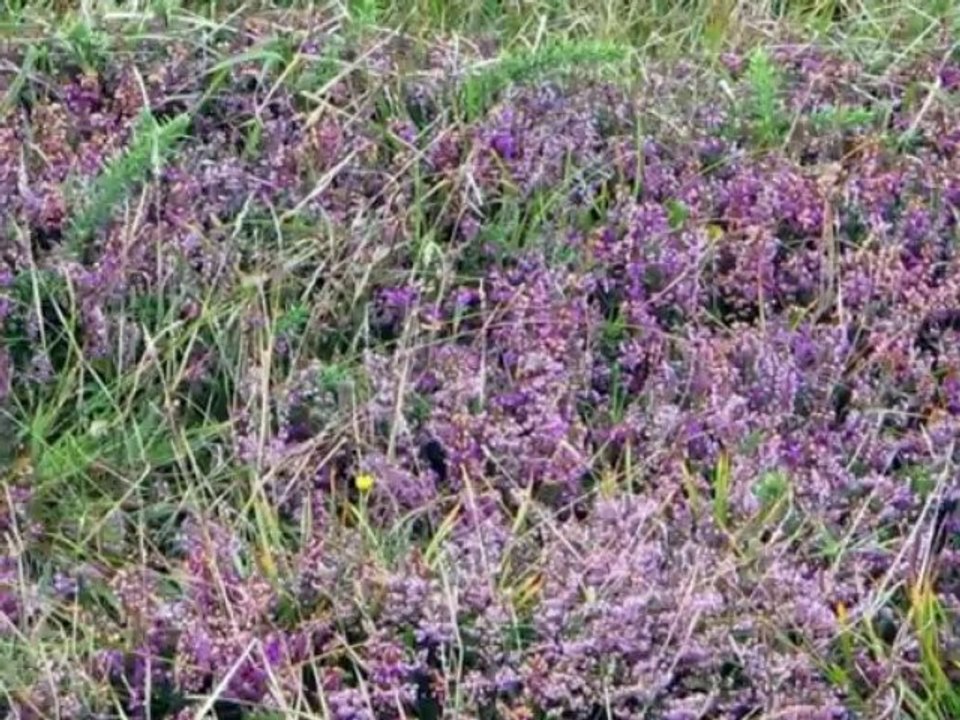 Breiz bro ma c'halon